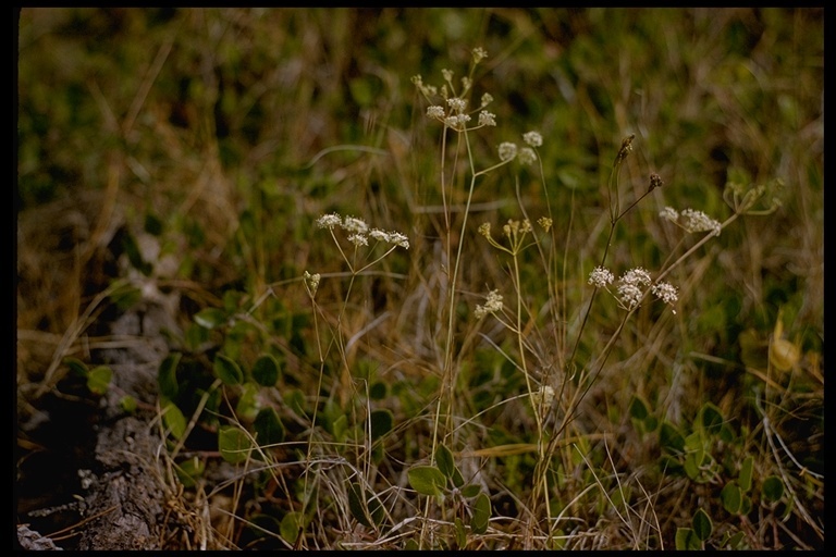 Image of Gardner's yampah