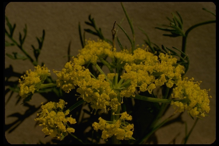 Image of common lomatium