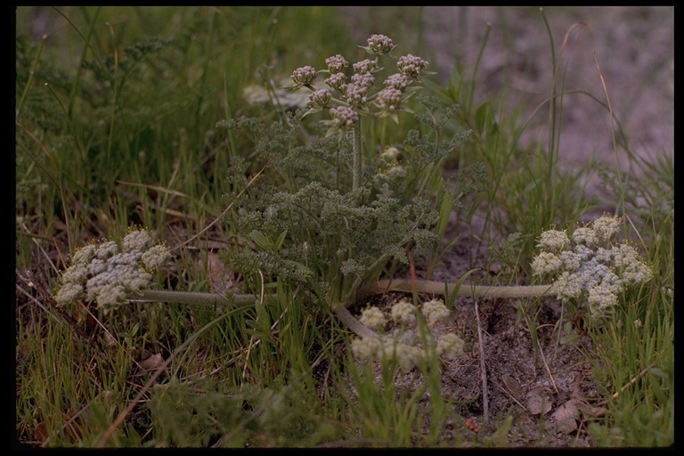 Image of woollyfruit desertparsley