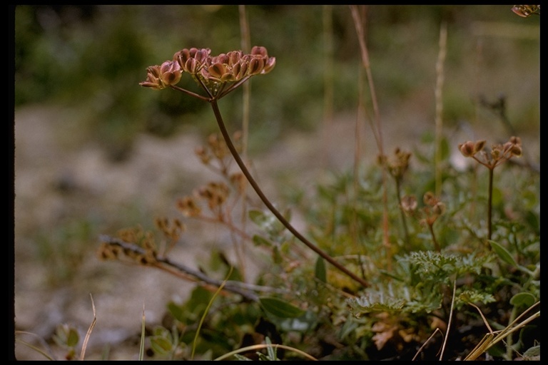 Image of woollyfruit desertparsley