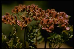 Image of woollyfruit desertparsley