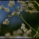 Image of narrowleaf bedstraw