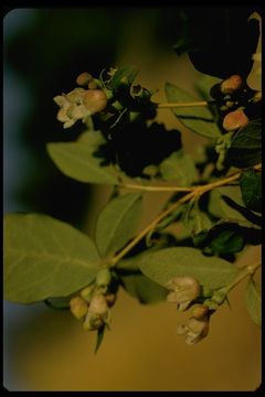 Image of common snowberry