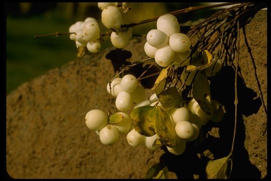 Image of common snowberry