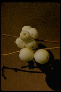 Image of common snowberry