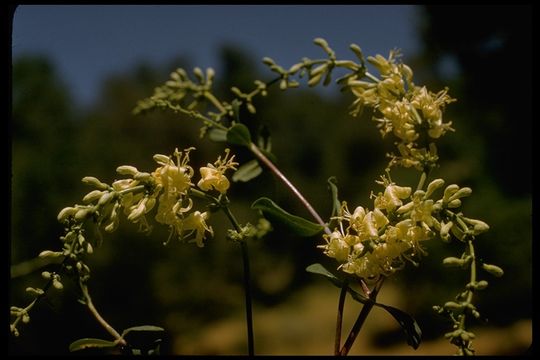 Image de Lonicera interrupta Benth.