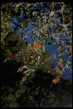 Image de Lonicera interrupta Benth.