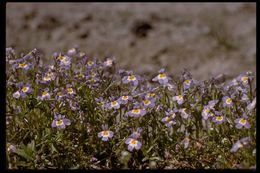 Image of Toothed Calico-Flower