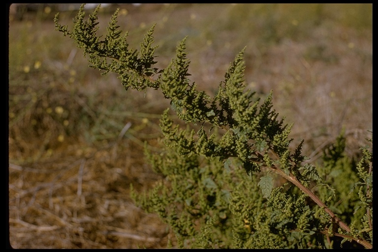 Plancia ëd Dysphania ambrosioides (L.) Mosyakin & Clemants