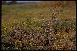 Image of spear saltbush