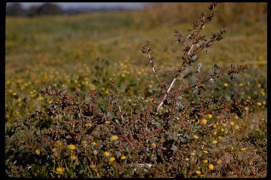 Imagem de Atriplex patula L.