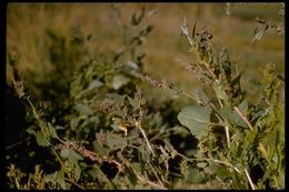 Image of spear saltbush