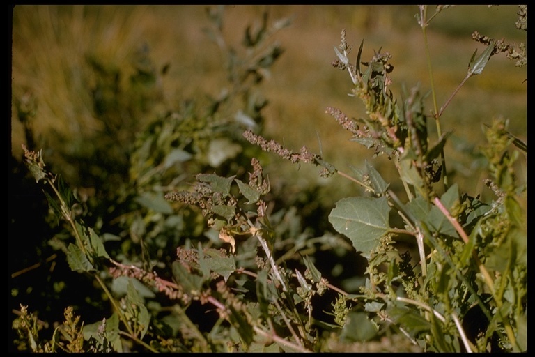 Image of spear saltbush