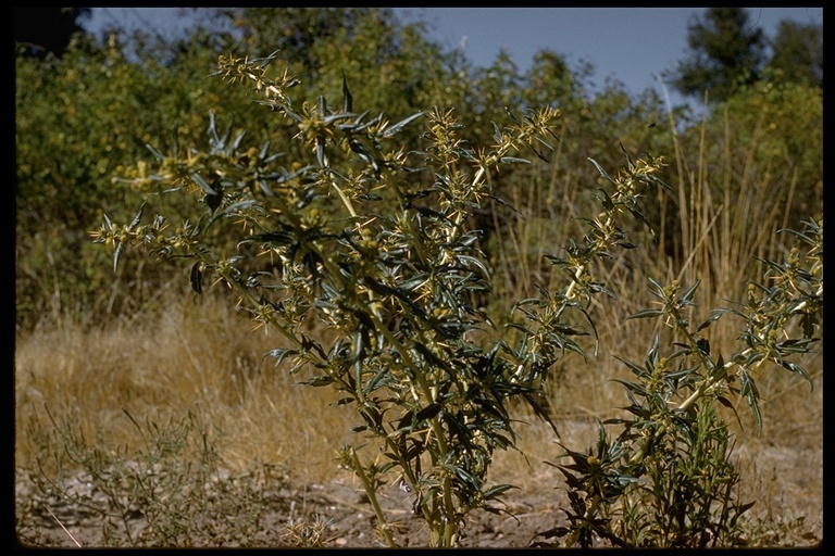 Imagem de Xanthium spinosum L.