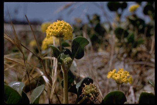 Image of coastal sand verbena