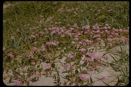 Image of pink sand verbena