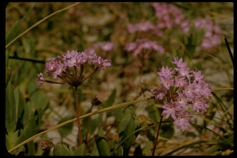 Image of pink sand verbena