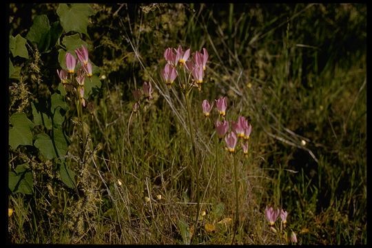 Image of Dodecatheon clevelandii var. gracile (Greene) Reveal