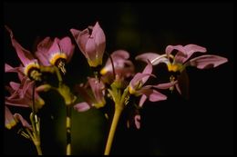 Image of Dodecatheon clevelandii var. gracile (Greene) Reveal