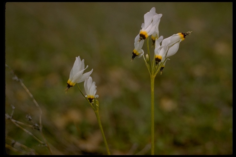 Image of Dodecatheon clevelandii var. gracile (Greene) Reveal