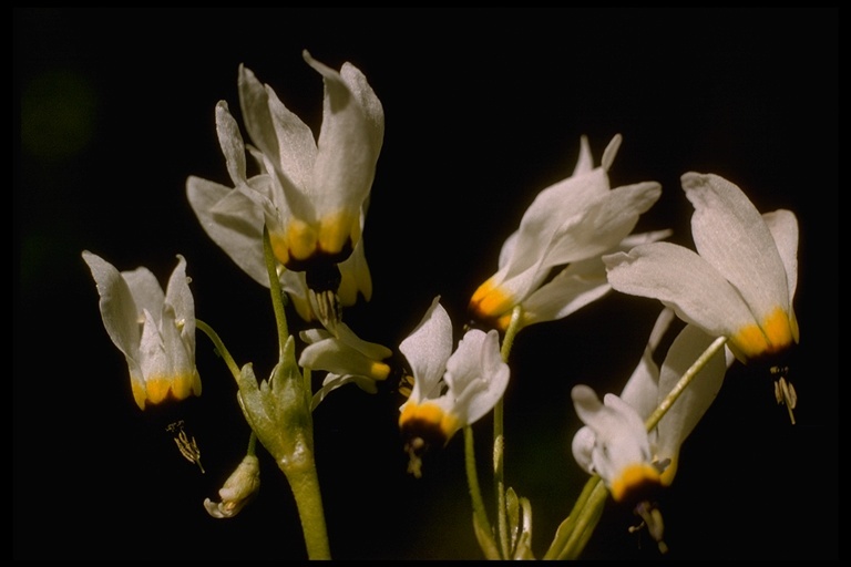 Image of Dodecatheon clevelandii var. gracile (Greene) Reveal