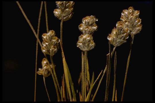 Image of dotseed plantain