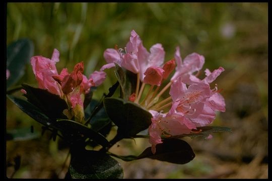 Image of Pacific rhododendron