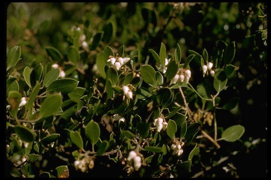 Image of Hooker's manzanita