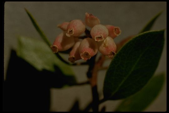 Image of Hooker's manzanita