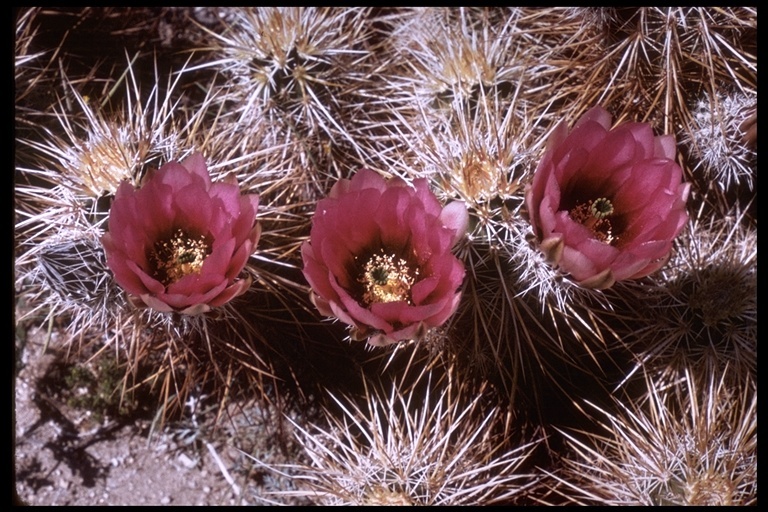 Image de Echinocereus engelmannii (Parry ex Engelm.) Lem.