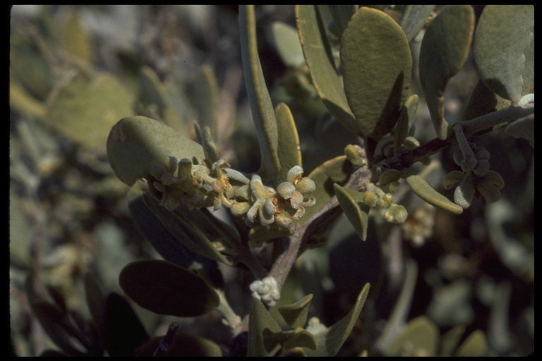 Image of jojoba