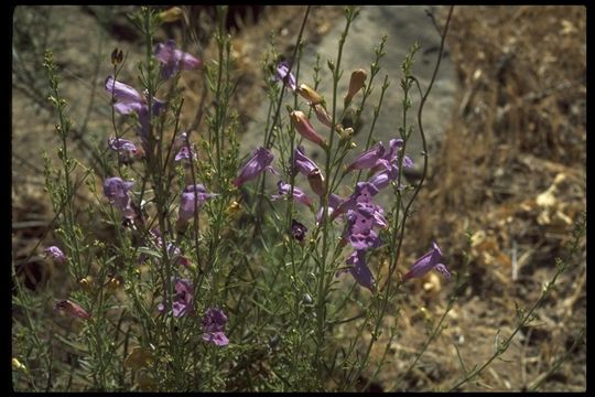 Image of bunchleaf penstemon