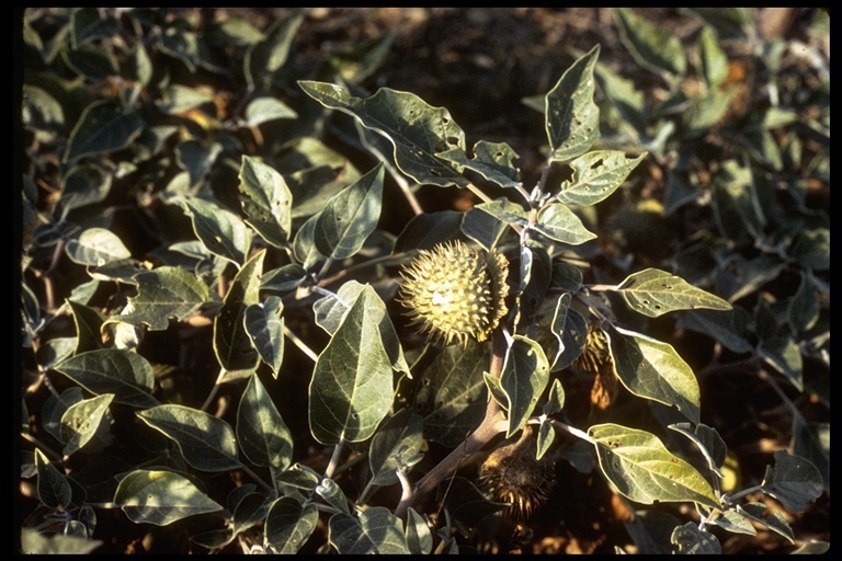 Imagem de Datura wrightii Hort. ex Regel