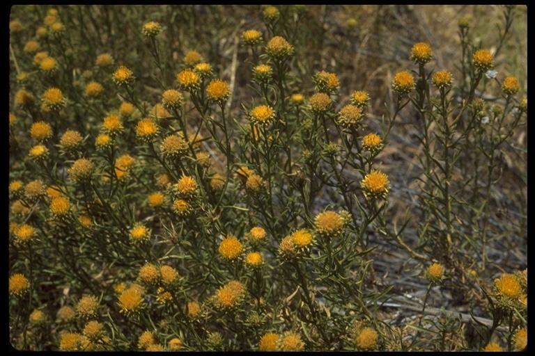 Image of yellow aster
