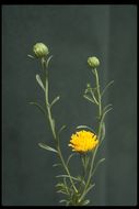 Image of yellow aster