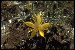 Image of giant blazing star