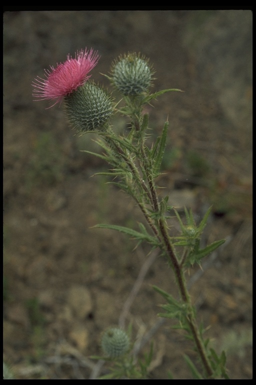 Image of Spear Thistle