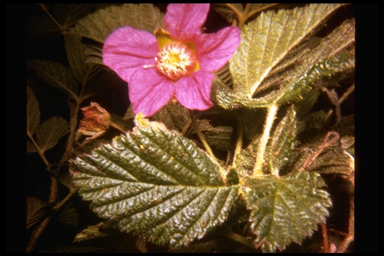 Image de Rubus spectabilis Pursh