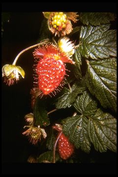 Image de Rubus spectabilis Pursh