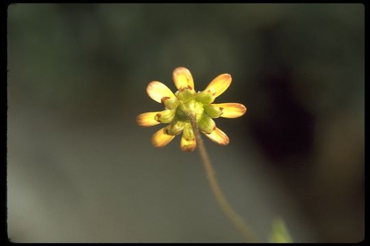 Image de Blennosperma nanum (Hook.) Blake