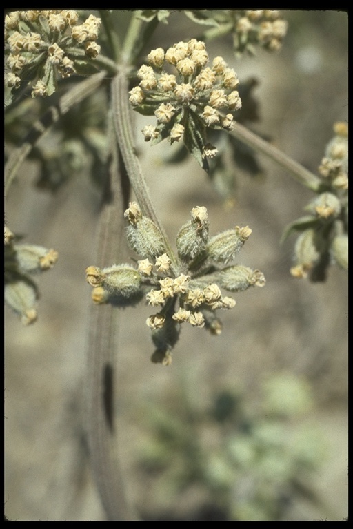 Image of woollyfruit desertparsley