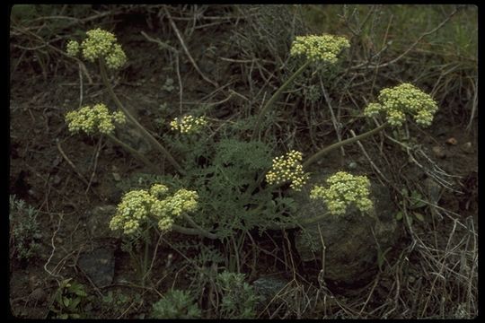 Imagem de Lomatium dasycarpum (Torr. & Gray) Coult. & Rose