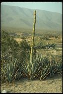 Image of Century Plant or Maguey