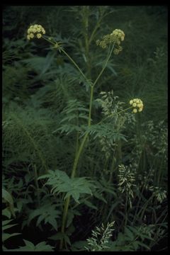 صورة Cicuta douglasii (DC.) Coult. & Rose