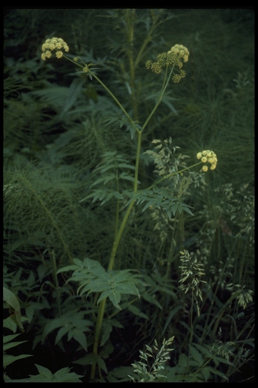 Image of western water hemlock