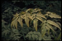 Image of western water hemlock