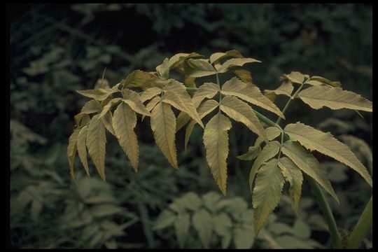 صورة Cicuta douglasii (DC.) Coult. & Rose