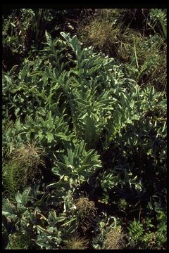 Image of Franciscan thistle