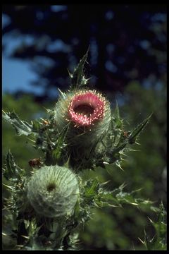 Image of clustered thistle