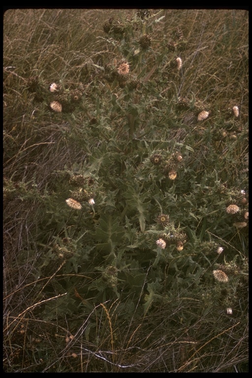 Plancia ëd Cirsium fontinale (Greene) Jepson